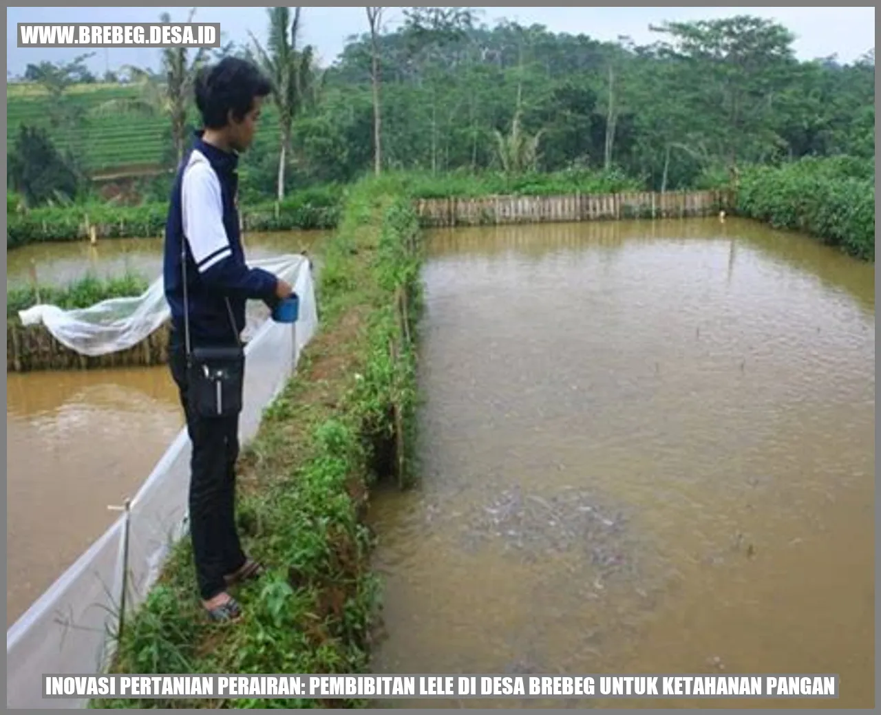 Inovasi Pertanian Perairan: Pembibitan Lele di Desa Brebeg untuk Ketahanan Pangan